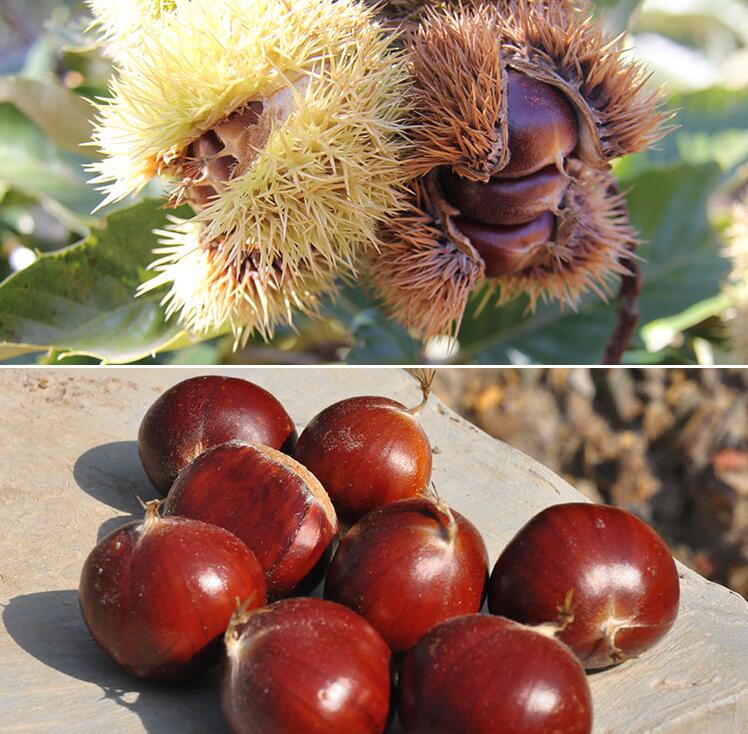 Fresh He Bei chestnut