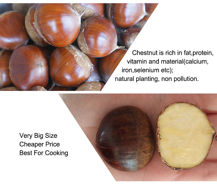 Fresh Dan Dong chestnut