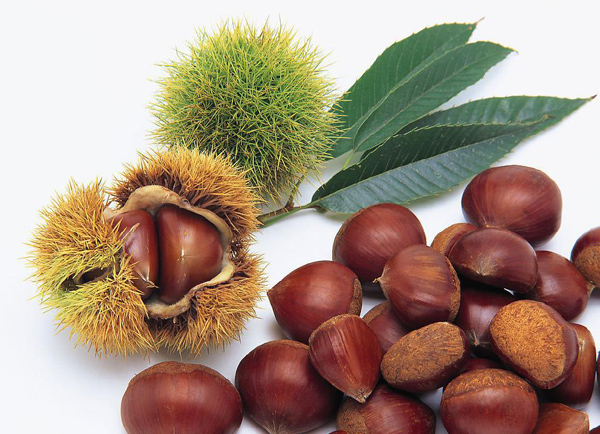 Fresh Dan Dong chestnut