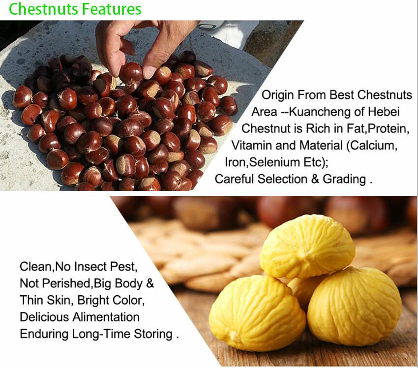 Fresh He Bei chestnut