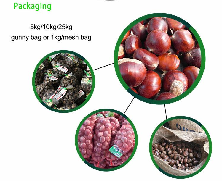 Fresh He Bei chestnut