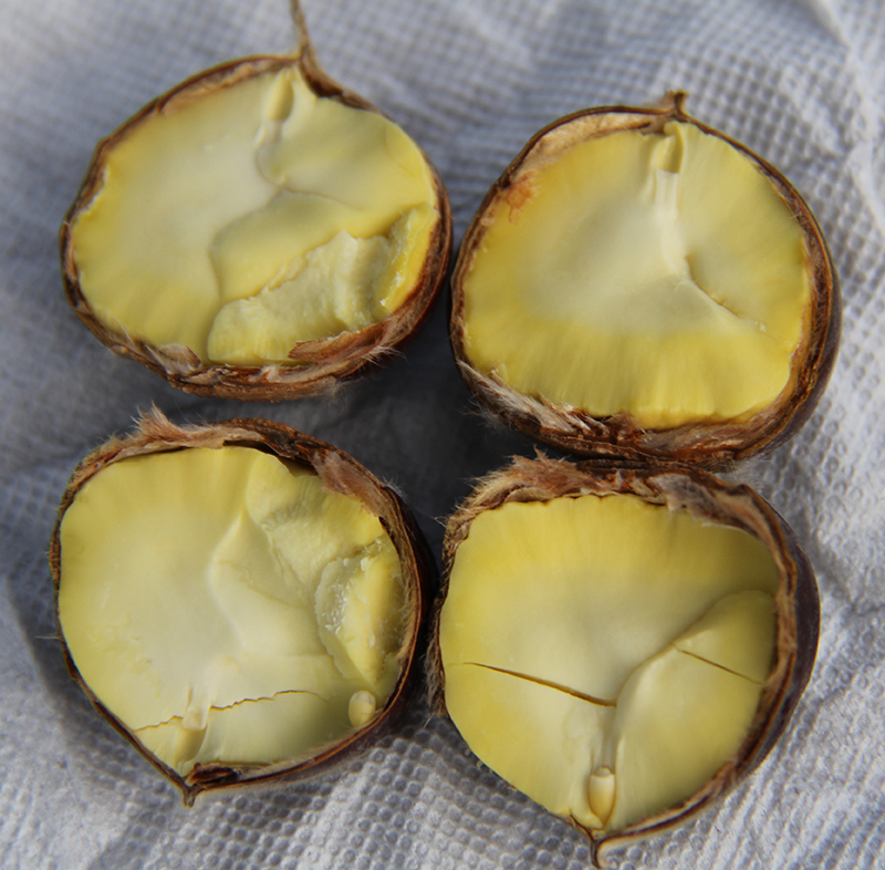 Fresh He Bei chestnut