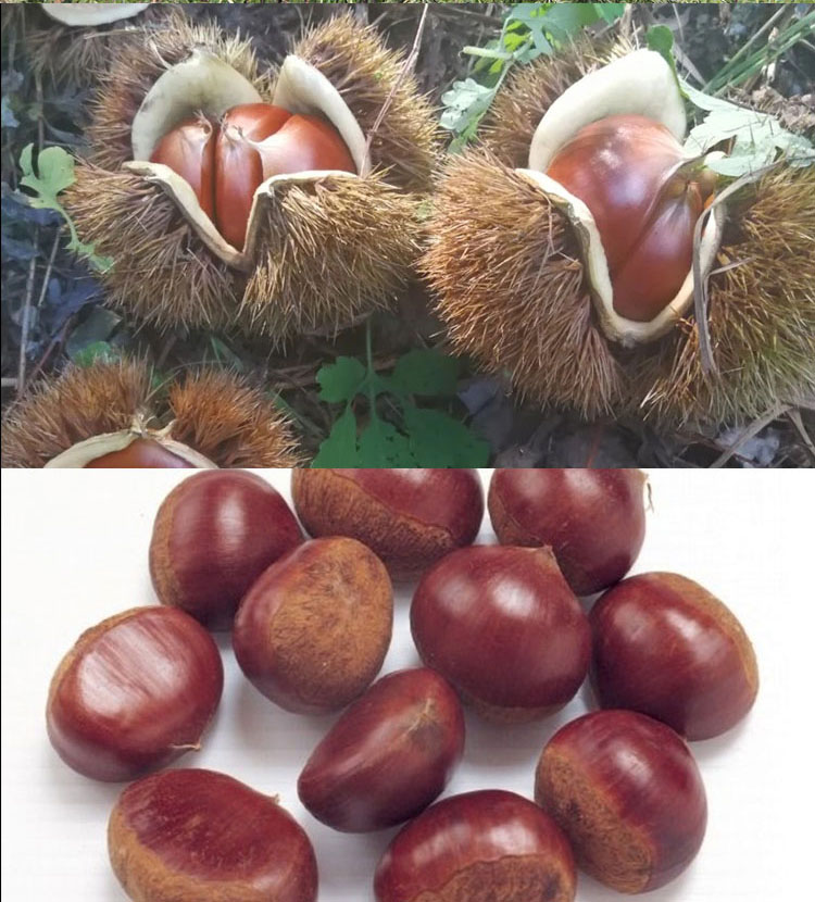 Fresh Dan Dong chestnut