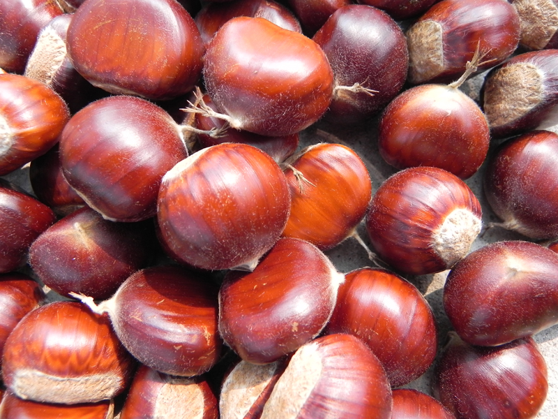 Fresh He Bei chestnut