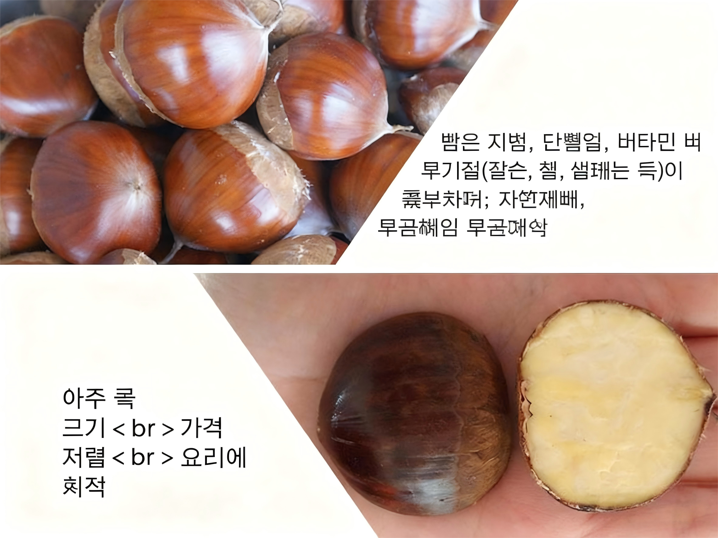 중국 신선한 단동 밤