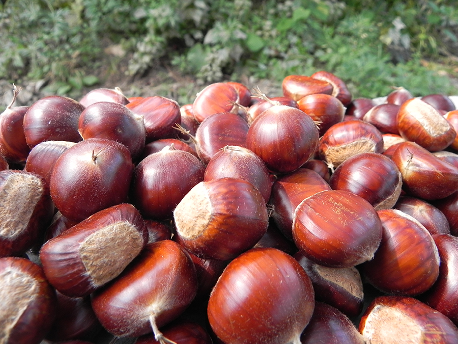 중국 신선한 교동 밤
