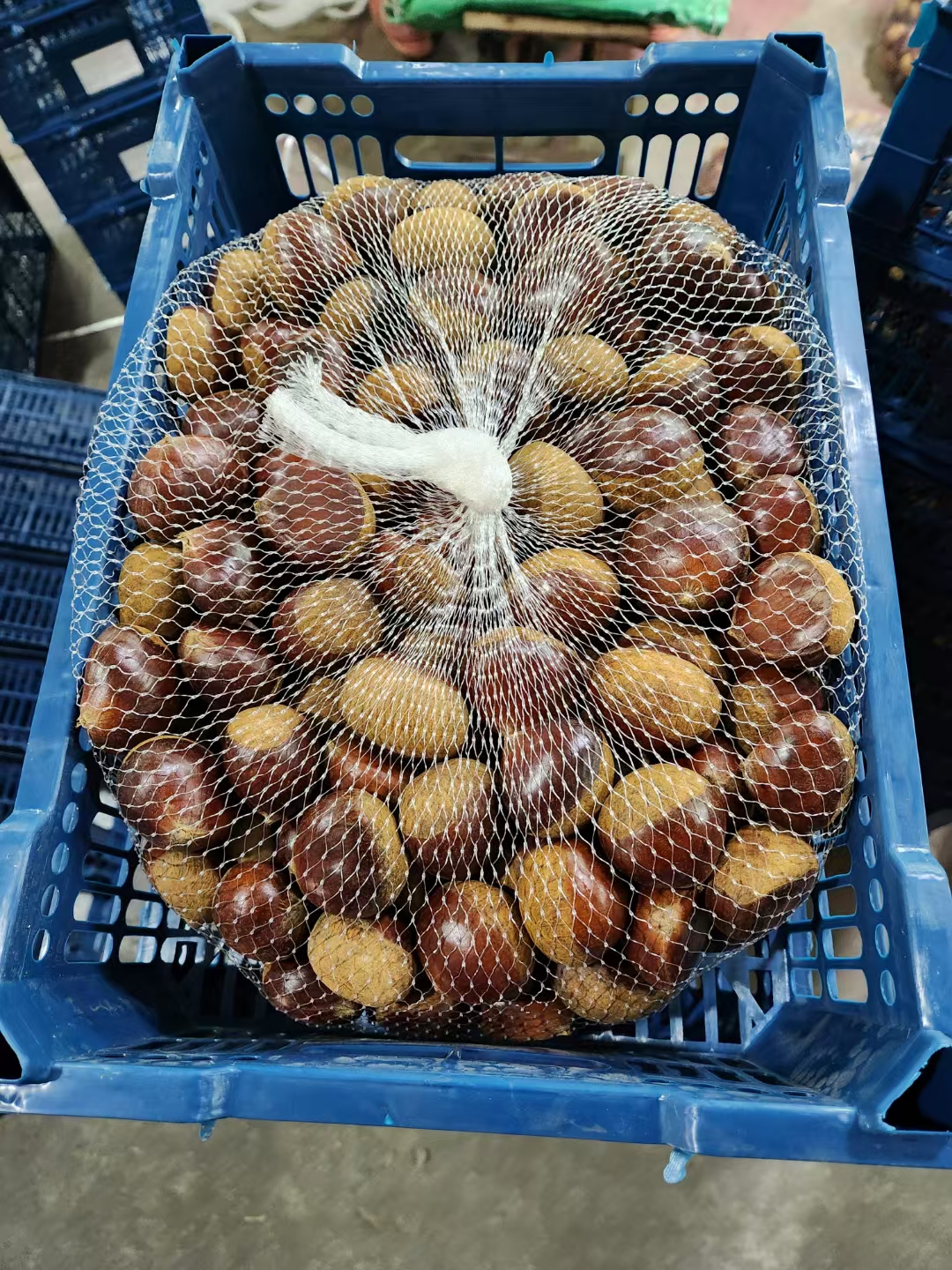 중국 신선한 태산 밤