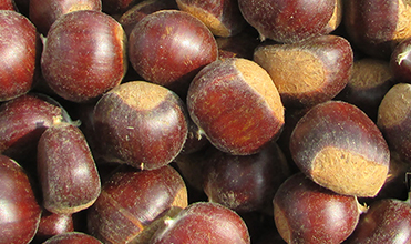 중국 신선한 천서 밤