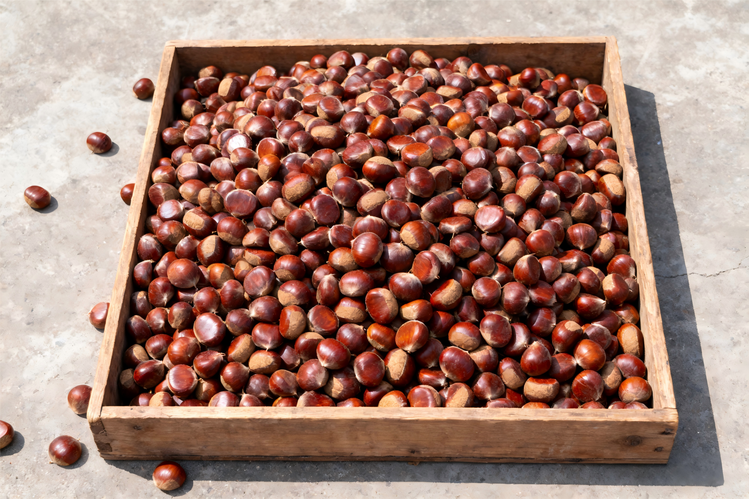 중국 신선한 태산 밤